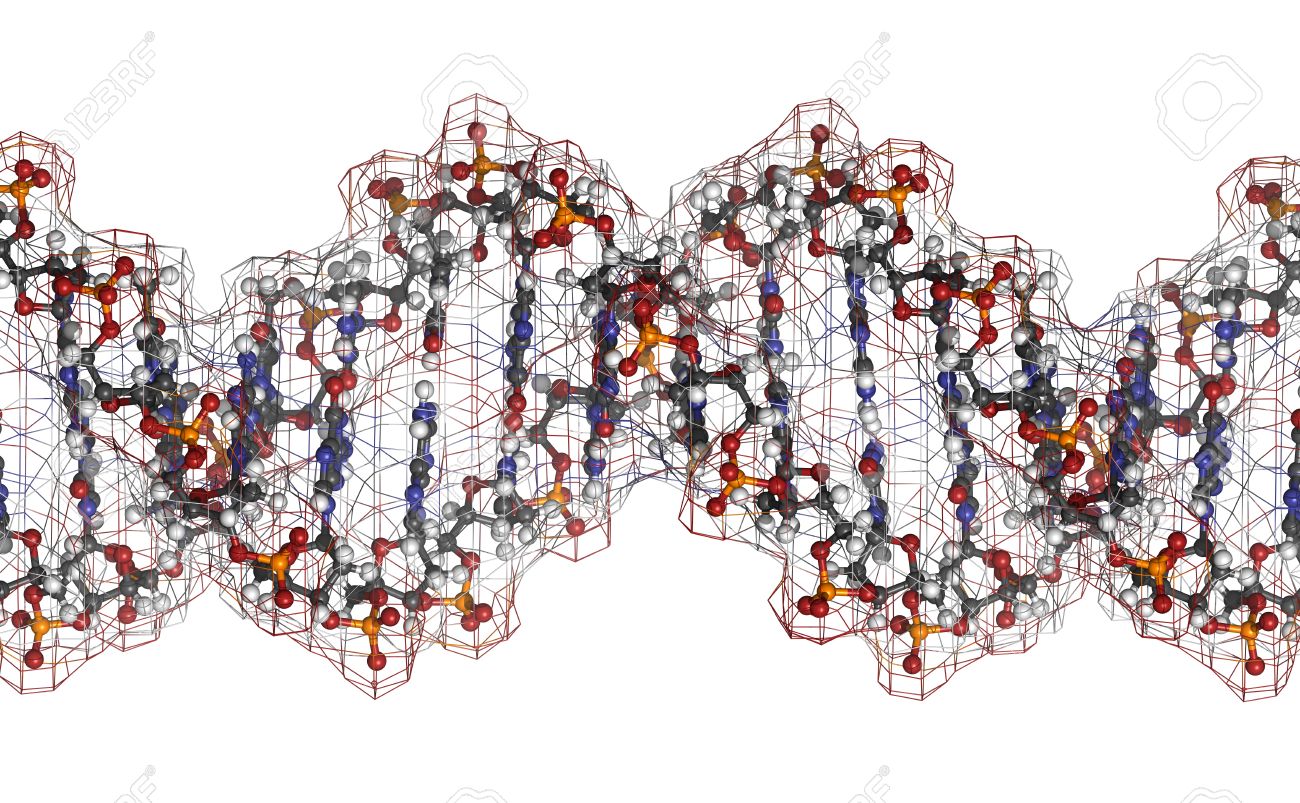 C:\Users\Administrator\Desktop\Viện DTYH\Website\New folder\20143882-DNA-structure-Computer-model-of-part-of-the-gene-for-human-growth-hormone-shown-in-the-B-DNA-form-At-Stock-Photo.jpg